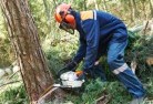 Gilmore NSWtree-felling-services-21.jpg; ?>