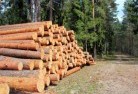 Gilmore NSWtree-felling-services-31.jpg; ?>