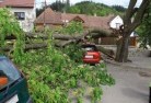 Gilmore NSWtree-felling-services-41.jpg; ?>