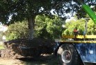 Gilmore NSWtree-felling-services-4.jpg; ?>
